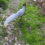 قرقاول سیلور