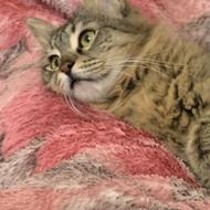 گربه خانگی.....