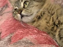 گربه خانگی..... در شیپور