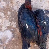 خروس سیاه چاق