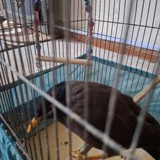 مرغ مینا 10ماهه سخنگو