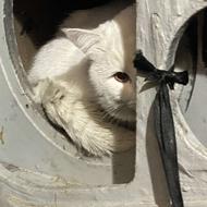 دو عدد گربه نژاد دار