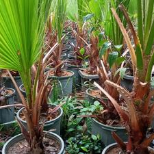 گل و گلخانه