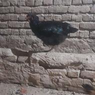 بوقلمون برنز