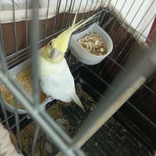 جفت عروس هلندی بادوتا جوجه