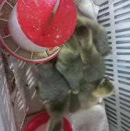 جوجه غاز 12 روزه سرحال