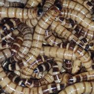 سوپرورم زنده