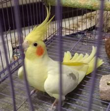 عروس هلندی نرتکخال لوتینوزعفرانی