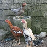 یک عدد جوجه 10 ماهه صابونی با ی مرغ طوسب