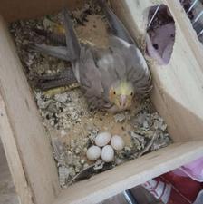 یک جفت طوطی عروس بالق تخمگذار