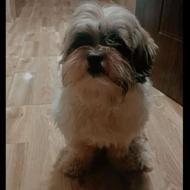 پاپی سگ شتیزو واگذار