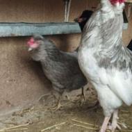 ,30عدد مرغ گلین برهما ایام سمانی ویاندوت گلین طوسی