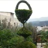 باغبانی و هرس کاری