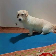 واگذاریه سگ پاکوتاه سفید ماده