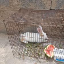 خرگوش فروشی چشم سیاه