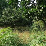 زمین مسکونی 620 متر با موقعیت عالی، گلوگاه روستای ولمازو