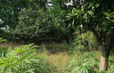 زمین مسکونی 620 متر با موقعیت عالی، گلوگاه روستای ولمازو