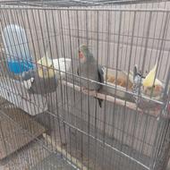 عروس هلندی سخنگو زیبا سلامت بازیگوش