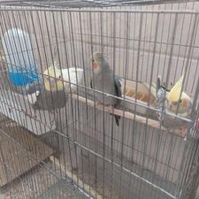 عروس هلندی سخنگو زیبا سلامت بازیگوش