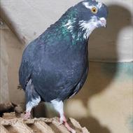 کبوتر ماده کلاغی چونه سفید چشم زرد تیره قدیم