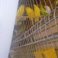 مرغ عشق یک رنگ و دو رنگ