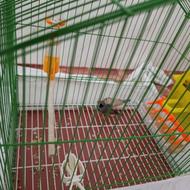 یک جفت فنچ اروپایی لپ سیاه