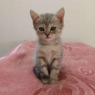 بچه گربه بریتیش سیلور اصل