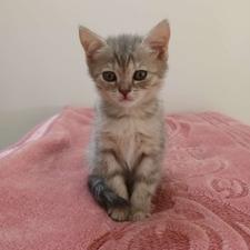 بچه گربه بریتیش سیلور اصل