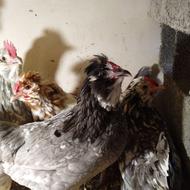 فروش تخم نطفه دار مرغ گلین لری و برهما لایت