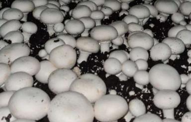 اجاره سالن قارچ باتجهیزات کامل