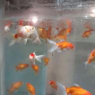 انواع ماهی گلدفیش همه سایز