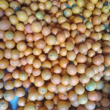 پرتقال تامسون