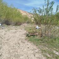 هرس کاری کاشت وکوددهی درختان سمپاشی