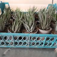 کاکتوس گورخری