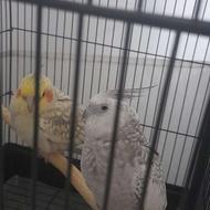 عروس هندی بامزه