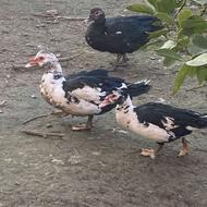 خریدار گلین و خروس مرغ اردک غاز بوقلمون تخم غاز