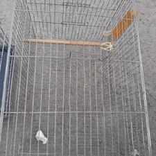 دوعدد قفس به فروش میرسد