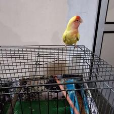 طوطی برزیلی ماده