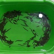 زالوی طبی وارایشی