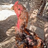 خروس لاری اصل