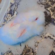 خرگوش لوپ اسکاتلندی