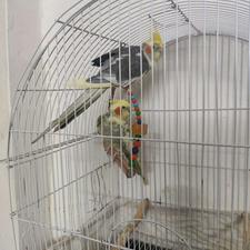 عروس هلندی مولد