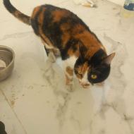 واگذاری گربه خانگی رایگان