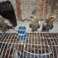 6عددیکجا ،آرام بی سروصداتازه باید آموزش ببینن