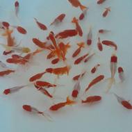 ماهی قرمز گلدفیش کله شیری