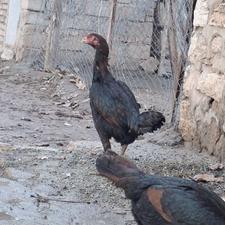 مرغ لاری مشکی