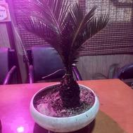 بنسای سیکاس