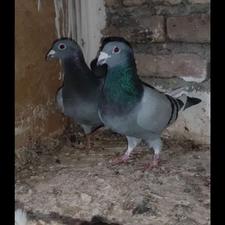 کبوتر فیلی یا سبز پلاکی خریدارم