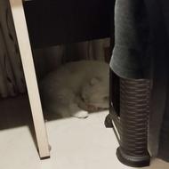 گربه پرشین با لوازم 18ماهه عقیم شده