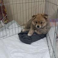 سگ پامرانین خرسی واگذاری